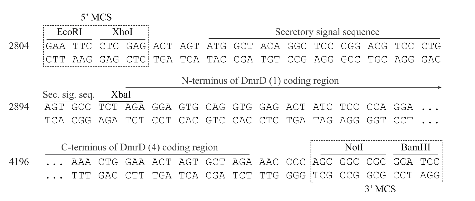pLVX-rHom-Sec1 多克隆位点 点击看大图 pLVX-rHom-Sec1 多克隆位点